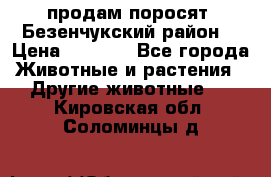 продам поросят .Безенчукский район  › Цена ­ 2 500 - Все города Животные и растения » Другие животные   . Кировская обл.,Соломинцы д.